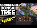 How to Make Cotoneaster Bonsai *EASY* 🌳Pruning and Shaping Ideas