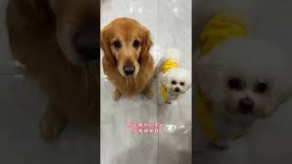 Our three delicious dogs Douyin cute pets cute pets golden retriever cute pet recommendation off