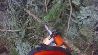 Ścinka Sosny 2017 *#GoPro#* STIHL MS230 ☆Świętokrzyskie☆