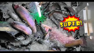 1/16/25 STOCKING SUPER TROUT, SIERRA BOWS \u0026 TROPHY TROUT AT SANTA ANA RIVER LAKES