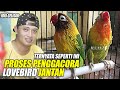 TERNYATA SEPERTI INI ? CARA PROSES PENGGACORAN LOVEBIRD JANTAN || BONGKAR RAHASIA VERSI JOKI GELISAH