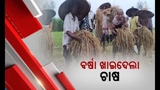 Odisha Farmers Devastated as Rain Damages Harvested and Uncut Paddy