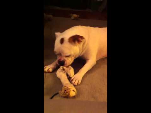 Dog licks the air Dog licks the air