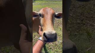 🐄🐮மாடு மேய்க்க நீ இலாயிக்கினு அவர் சொன்னார் ‼️🤣🤣#viralvideo#countrycow#trendingshorts#💕🙏