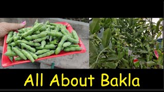 How to grow,care,propogate, harvest Bakla || Fava || Broad Beans || Vicia faba || All about bakla ||