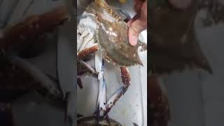 홈플러스에서 1만원에 사온 활꽃게 | 요즘 꽃게가 철이라 맛있어요 🦀