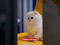 adorable kitten #persiancat #pets #lover #shorts #animals #petslover #youtubeshorts #shortvideo