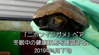 【 冬眠中のニホンイシガメペアの健康状態確認 】