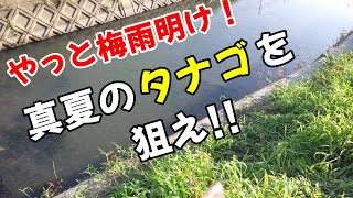 梅雨明けた！真夏のタナゴを釣る！ 【夏のタナゴ釣り】Japanese micro  (TANAGO) fishing in the summer of 2020.