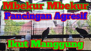 Perkutut Mbekur Mbekur Sebagai Pancingan Yang Agresif Jadi Ikut Bunyi Semua