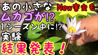 熱帯スイレンのムカゴ苗は今シーズン中に開花できるのか！？実験！結果発表！新たな害虫との闘いも！メダカ睡蓮ビオトープ