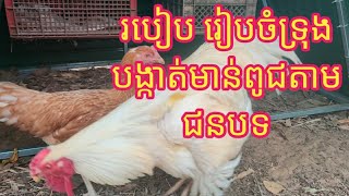 @ របៀប រៀបចំទ្រុងបង្កាត់មាន់ពូជតាមជនបទ។