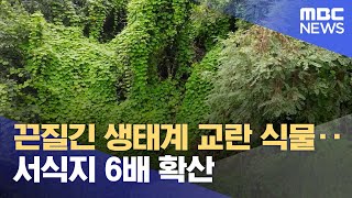 끈질긴 생태계 교란 식물‥서식지 6배 확산 (2022.08.21/뉴스데스크/MBC)