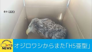 絶滅危惧種のオジロワシからまた高病原性鳥インフルエンザ「Ｈ５亜型」　野鳥から相次ぎ検出　北海道