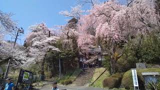 仙台の桜2020 大年寺惣門の桜