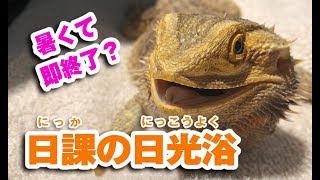 【暑くて即終了！？】フトアゴヒゲトカゲ☆おちょこさんの日光浴 Beardeddragon