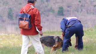 ポリー　追及予選　全日本嘱託警察犬競技大会  2018/6/3