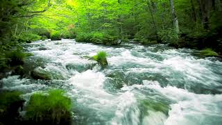 Green Stream Flowing in Aomori Forest. Nature Sounds, Forest River Sound, White