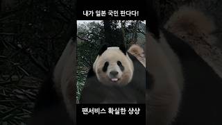 팬서비스 확실한 판다 샹샹!! #샹샹 #야안 #판다기지 #푸바오