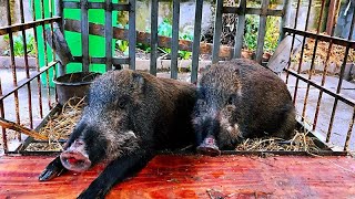 两头野猪养一起每天打架野性十足，单独养的却温顺的像头宠物猪