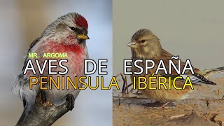 Aves de España||Pequeños Documentales||Los Pardillos 🐦||Especies||Subespecies y Endémicas.