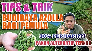 CARA BUDIDAYA AZOLLA BAGI PEMULA | TIPS & TRIK BUDIDAYA AZOLLA PAKAN ALTERNATIF TERNAK