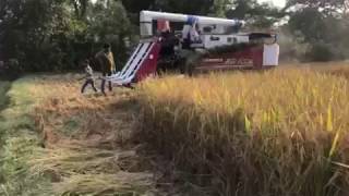 Yanmar AG600 Harvester Rice Cutting Field Demo Video