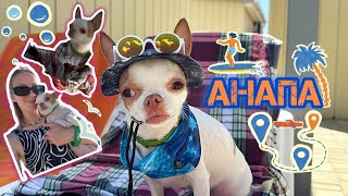 ЧИХУАХУА НА МОРЕ! Влог из Анапы! Собачий пляж!