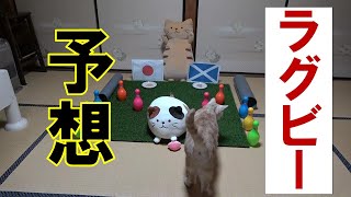 【RWC2019】日本VSスコットランドを猫が予想【RWC2019】My cat expects the match Japan VS Scotland