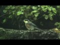 野鳥撮影・ ヤマガラ幼鳥の水浴び　varied tit