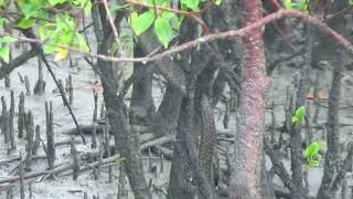 King Cobra of Sundarbans#kingcobra #সুন্দরবনের_বন্যপ্রাণী #sundarbanforest #reptiles #