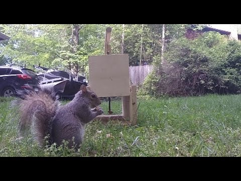 How to Make a Squirrel Trap - DIY catch alive trap How to Make a Squirrel Trap - DIY catch alive trap
