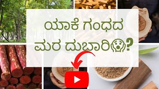 ಯಾಕೆ ಗಂಧದ ಮರ ಅಷ್ಟು ದುಬಾರಿ 😱|why sandalwood tree is so expensive #Here is the reason 👆