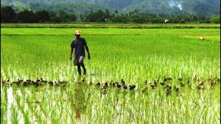 Vers un meeting agricole des riziculteurs de la vallée Vallée du Fleuve Sénégal pour...