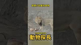 雄獅打劫鬣狗食物，還毫不客氣的將其揍了一頓 #動物世界 #獅子  #鬣狗