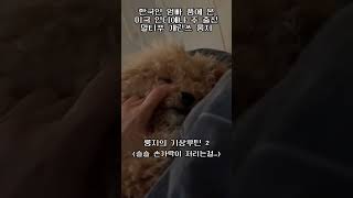 말티푸 룽지의 행복한 견생을 위하여👊🏻 #말티푸 #강아지 #견생기록 #puppylife #maltipoo