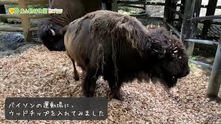 【東山動植物園公式】バイソンの運動場にウッドチップを入れてみました《 アメリカバイソン　バイソン 》