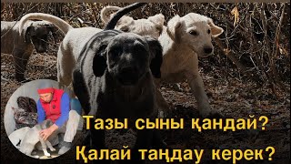 Тазы ит таңдау құпиялары, әдіс-тәсілдері.