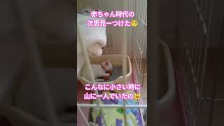 次男が来た八年前の動画があった😭#shorts #ねこ #cat #しろねこ #赤ちゃん猫 #ほごねこ #かわいい