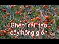 Hai cách ghép cải tạo cây hồng giòn