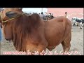 today multan cow mandi fresh video multan mandi latest update global village farming