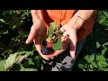 From Farm to You: Berries