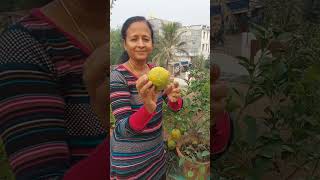 इसे खाते ही मुह खट्टा हो गया #terracegardning #organicvegetables #terracegarden .