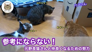 元野良猫さんと仲良くなるために新兵器を作ったら猫ちゃん達が集まってきた！