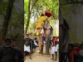 kadekechal genashan elephant junior thechikot kav ramachdhran elephants keralaelephant massvideo