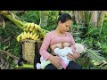 Harvesting Giant Bananas for Sale - Baby Care | Daily Life of a Single Mom