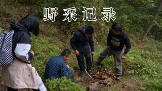 【秦岭虫社】十月带北京小虫友进山野采，锹甲，花金龟，蜣螂，螳螂……