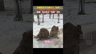 雄獅剛想貼貼，母獅就走了！#獅子 #動物 #動物園 #可愛 #萌 #感情 #動物世界 #幽默 #搞笑 #搞笑的日常 #shorts