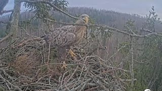 Zorro brings huge and complicated stick | Jūras ērgļi | Sea eagles | Jan 23, 2025