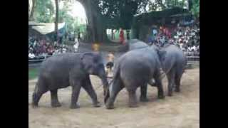 ｽﾘﾗﾝｶ：大規模動物園：ぞうさんショー：ハーモニカを吹きながら、さようなら